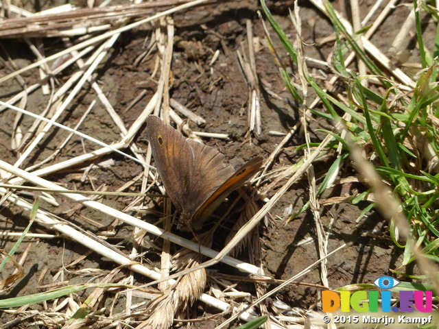 FZ018675 Meadow Brown butterfly